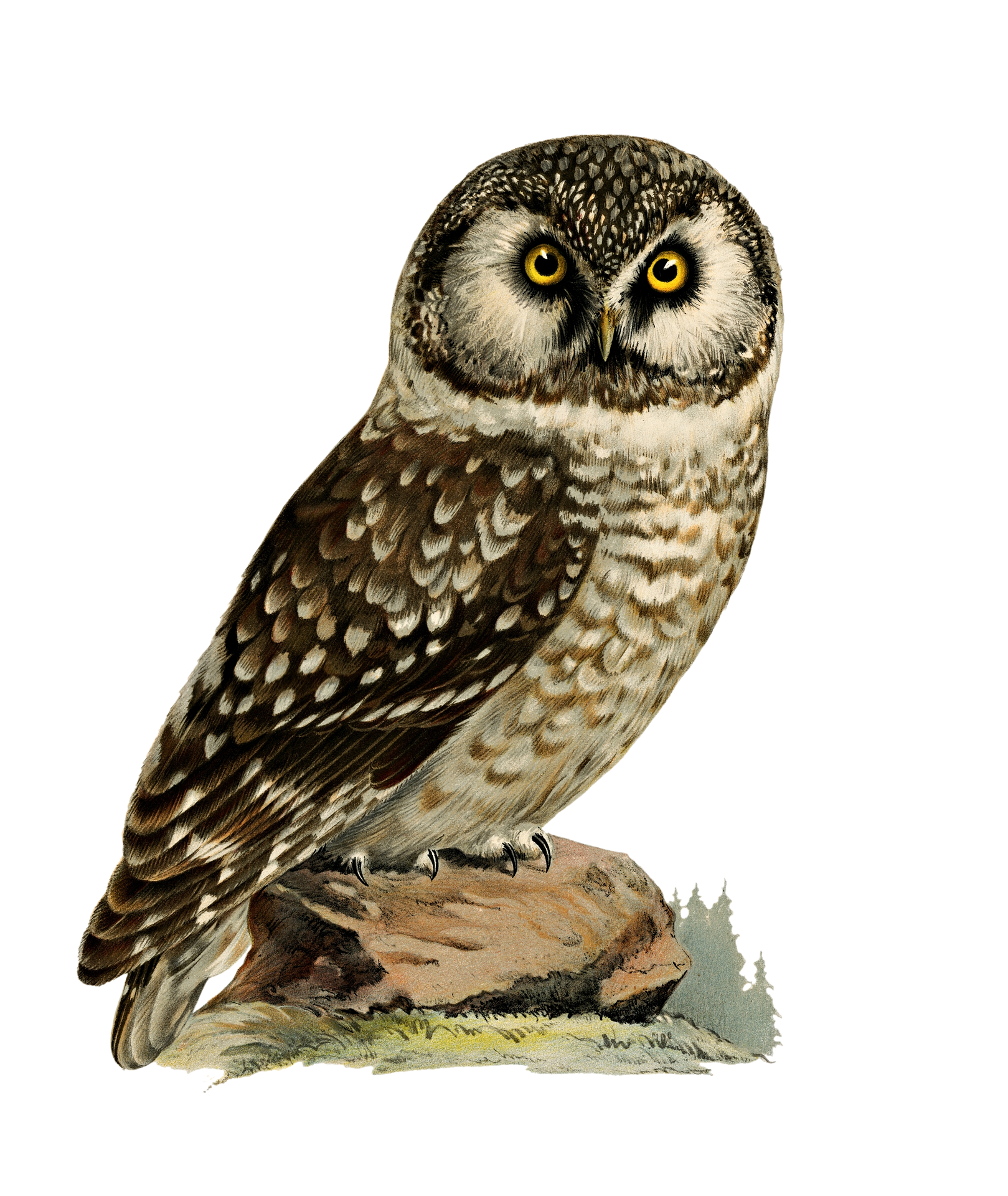 OWLS 5